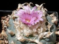 Thumbnail of 1896_Lophophora fricii_20160709(1).JPG